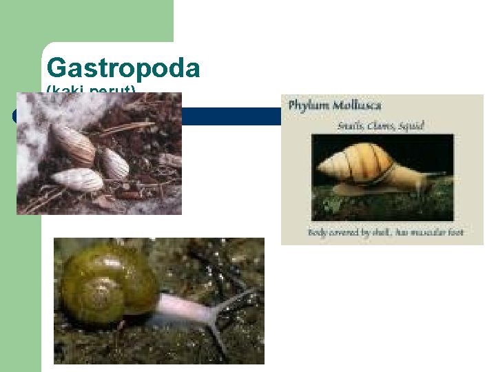 Gastropoda (kaki perut) 