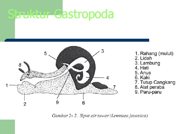 Struktur Gastropoda 