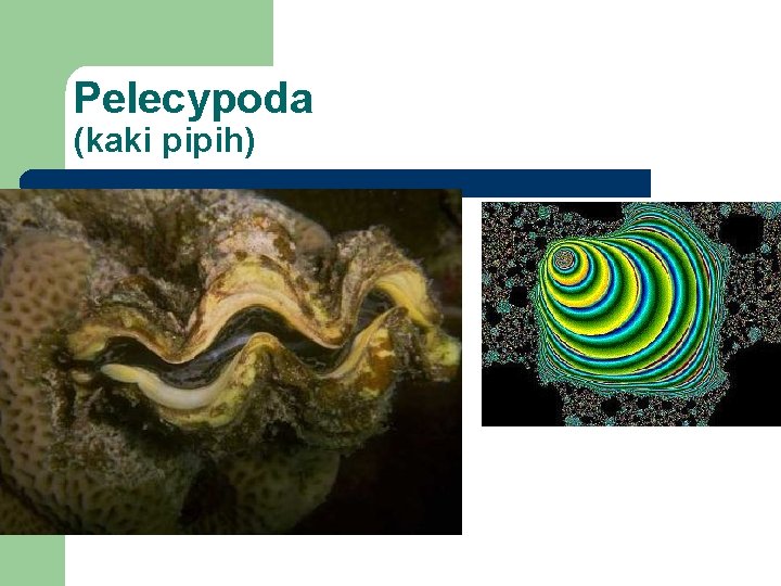 Pelecypoda (kaki pipih) l Trydacna 