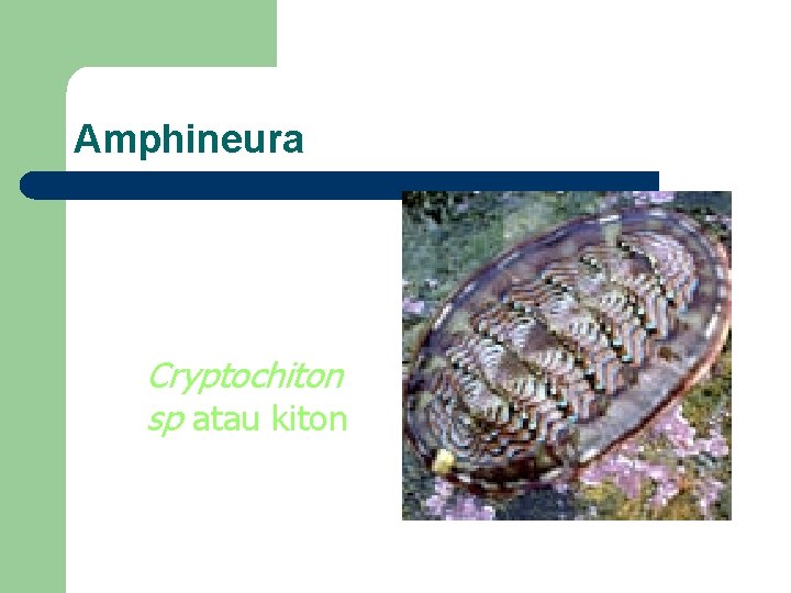 Amphineura Cryptochiton sp atau kiton 