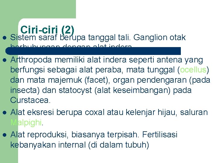 l l Ciri-ciri (2) Sistem saraf berupa tanggal tali. Ganglion otak berhubungan dengan alat