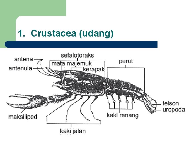 1. Crustacea (udang) 