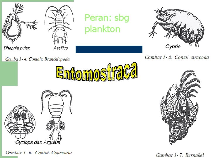 Peran: sbg plankton 