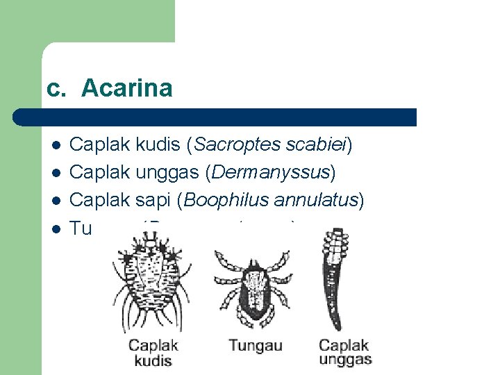 c. Acarina l l Caplak kudis (Sacroptes scabiei) Caplak unggas (Dermanyssus) Caplak sapi (Boophilus