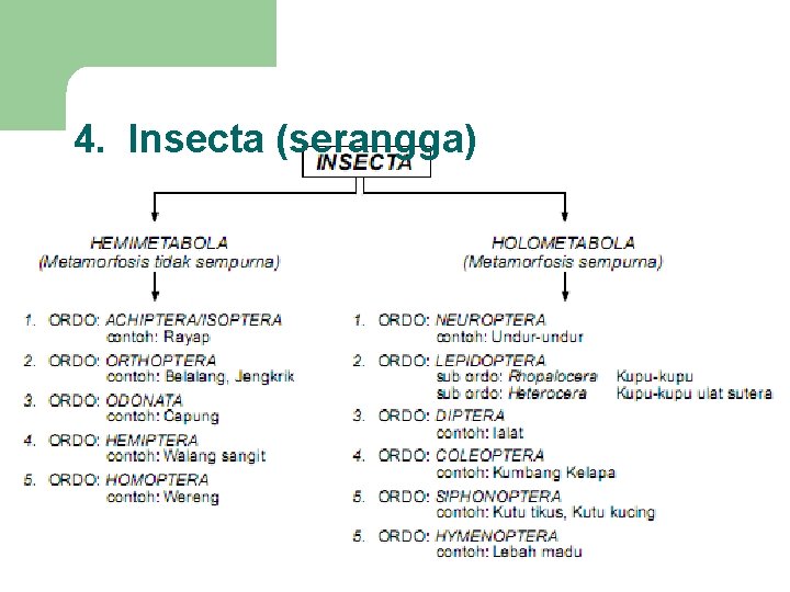 4. Insecta (serangga) 