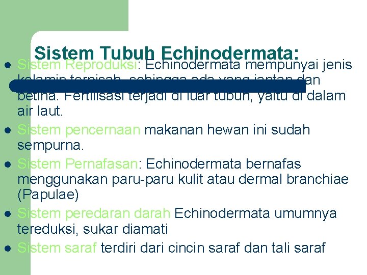 l l l Sistem Tubuh Echinodermata: Sistem Reproduksi: Echinodermata mempunyai jenis kelamin terpisah, sehingga