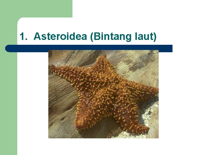 1. Asteroidea (Bintang laut) 