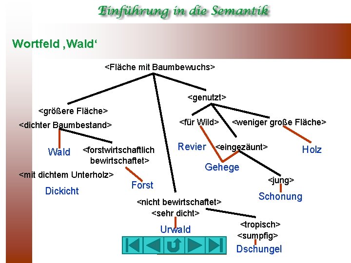 Wortfeld ‚Wald‘ <Fläche mit Baumbewuchs> <genutzt> <größere Fläche> <für Wild> <dichter Baumbestand> Wald <forstwirtschaftlich