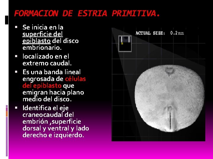 FORMACION DE ESTRIA PRIMITIVA. Se inicia en la superficie del epiblasto del disco embrionario.