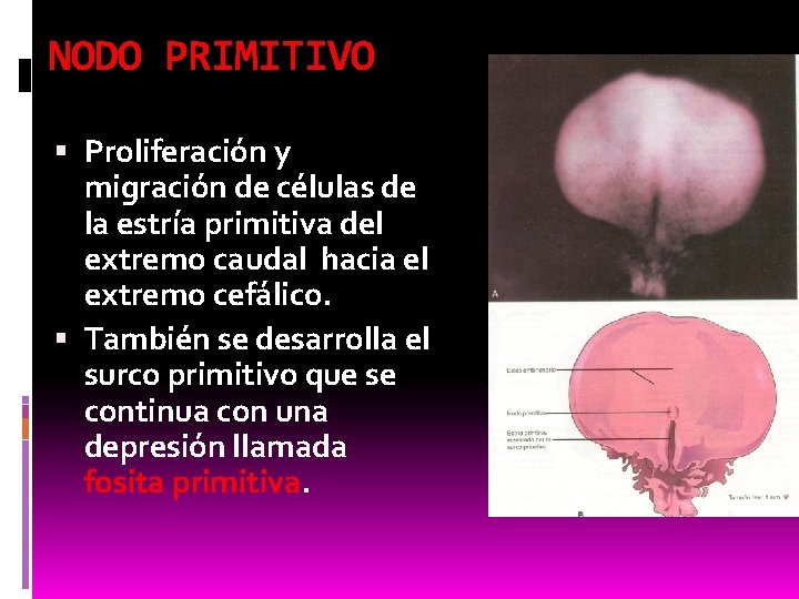 NODO PRIMITIVO Proliferación y migración de células de la estría primitiva del extremo caudal