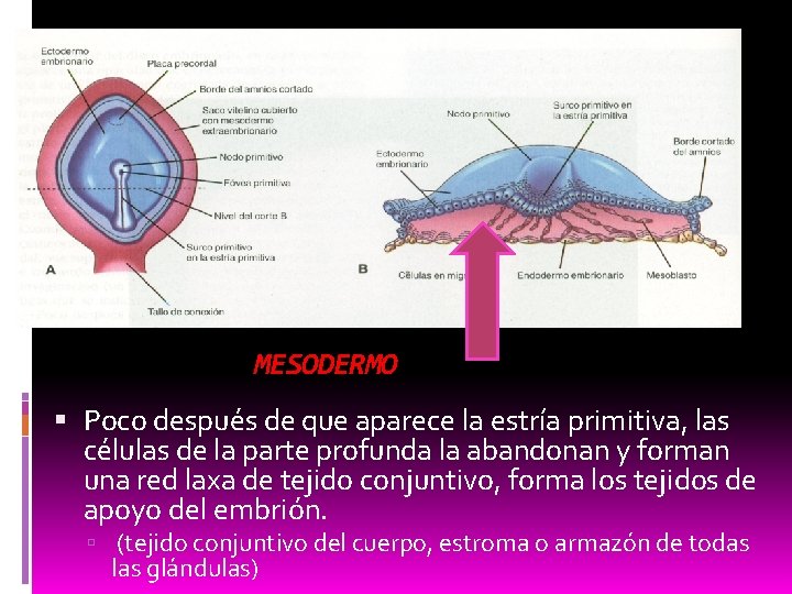 MESODERMO Poco después de que aparece la estría primitiva, las células de la parte