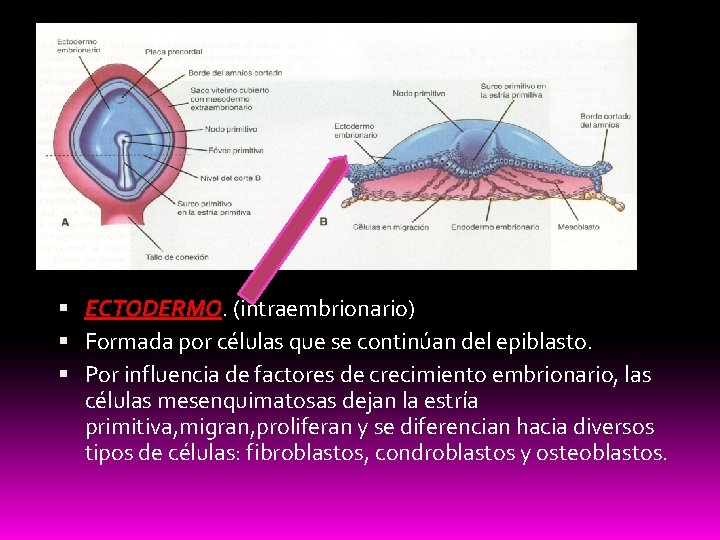  ECTODERMO. (intraembrionario) Formada por células que se continúan del epiblasto. Por influencia de