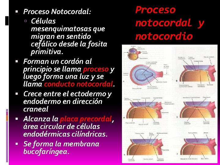  Proceso Notocordal: Células mesenquimatosas que migran en sentido cefálico desde la fosita primitiva.