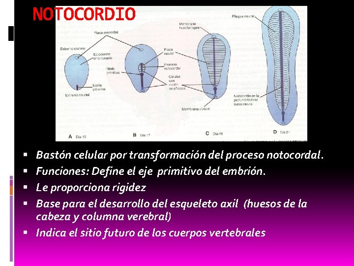 NOTOCORDIO Bastón celular por transformación del proceso notocordal. Funciones: Define el eje primitivo del