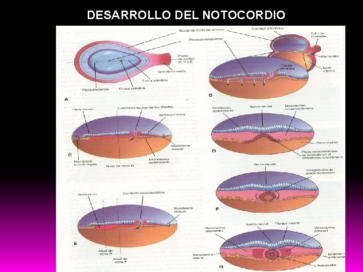 DESARROLLO DEL NOTOCORDIO 