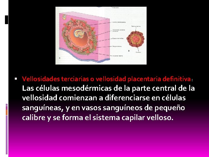  Vellosidades terciarias o vellosidad placentaria definitiva : Las células mesodérmicas de la parte