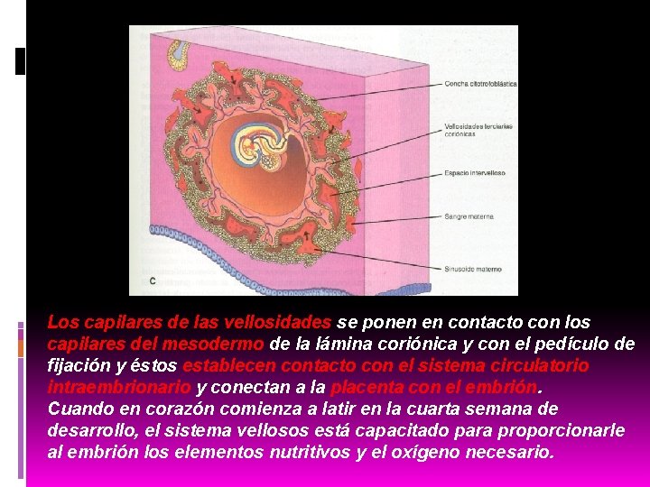 Los capilares de las vellosidades se ponen en contacto con los capilares del mesodermo