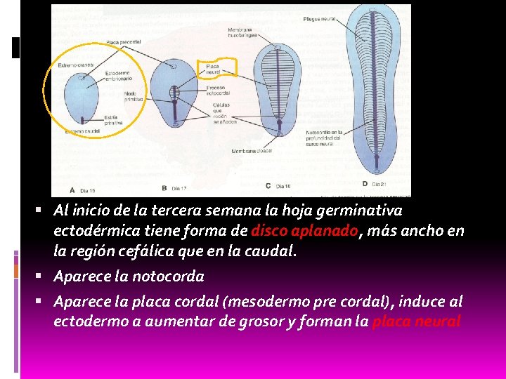  Al inicio de la tercera semana la hoja germinativa ectodérmica tiene forma de