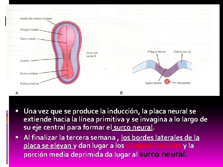  Una vez que se produce la inducción, la placa neural se extiende hacia