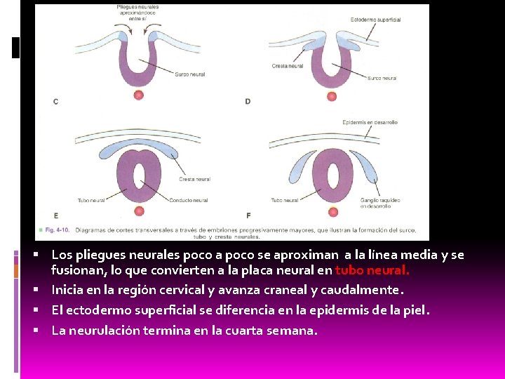  Los pliegues neurales poco a poco se aproximan a la línea media y