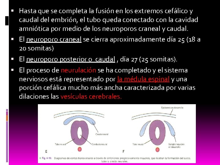  Hasta que se completa la fusión en los extremos cefálico y caudal del