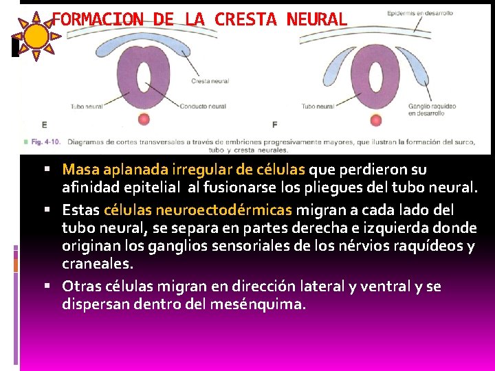 FORMACION DE LA CRESTA NEURAL Masa aplanada irregular de células que perdieron su afinidad