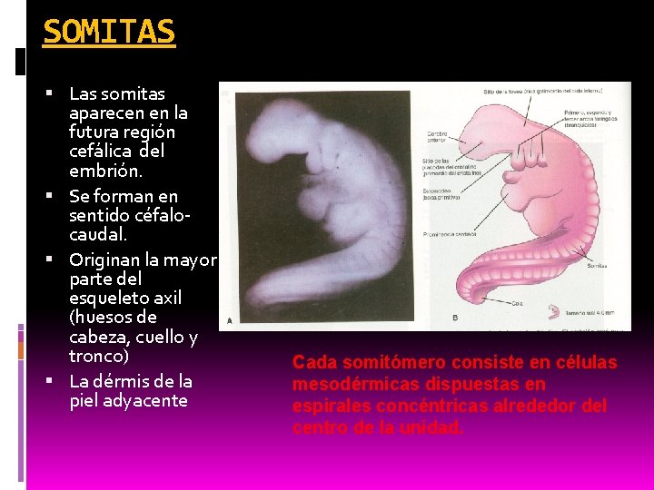 SOMITAS Las somitas aparecen en la futura región cefálica del embrión. Se forman en