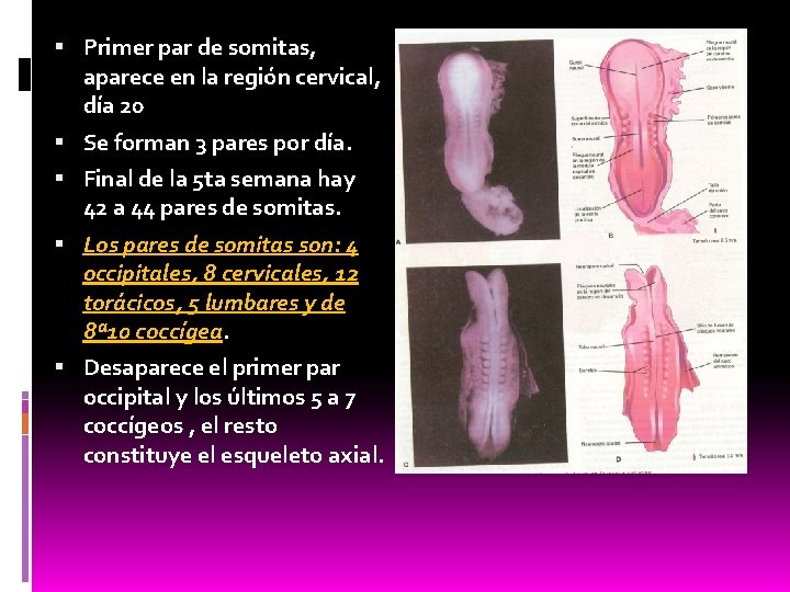  Primer par de somitas, aparece en la región cervical, día 20 Se forman