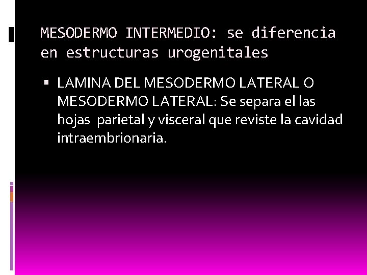 MESODERMO INTERMEDIO: se diferencia en estructuras urogenitales LAMINA DEL MESODERMO LATERAL O MESODERMO LATERAL: