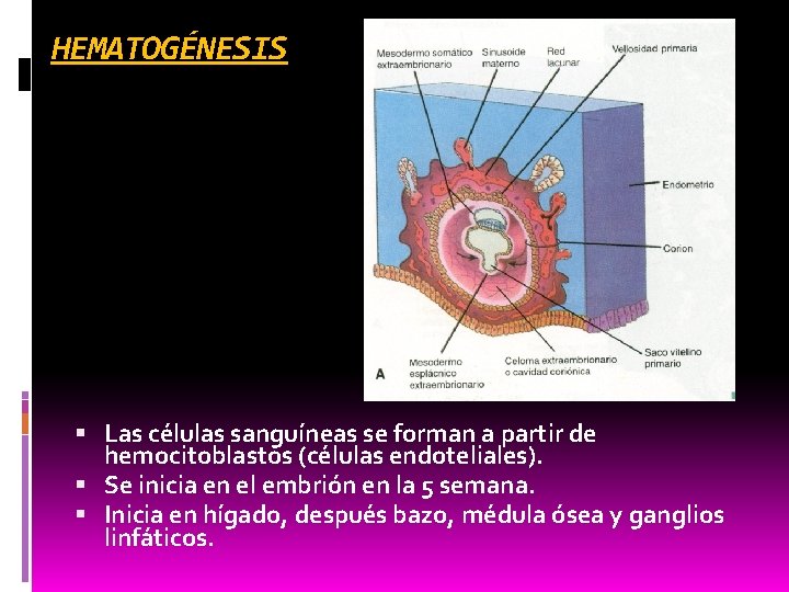 HEMATOGÉNESIS Las células sanguíneas se forman a partir de hemocitoblastos (células endoteliales). Se inicia