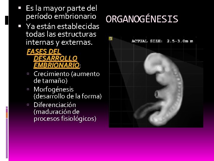  Es la mayor parte del período embrionario Ya están establecidas todas las estructuras