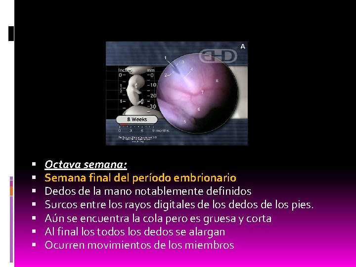  Octava semana: Semana final del período embrionario Dedos de la mano notablemente definidos