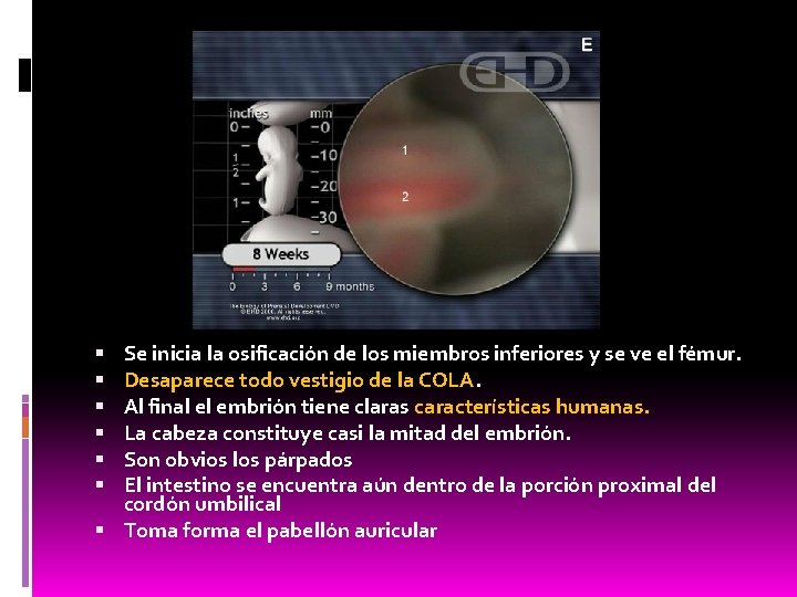 Se inicia la osificación de los miembros inferiores y se ve el fémur. Desaparece