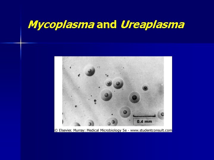 Mycoplasma and Ureaplasma 