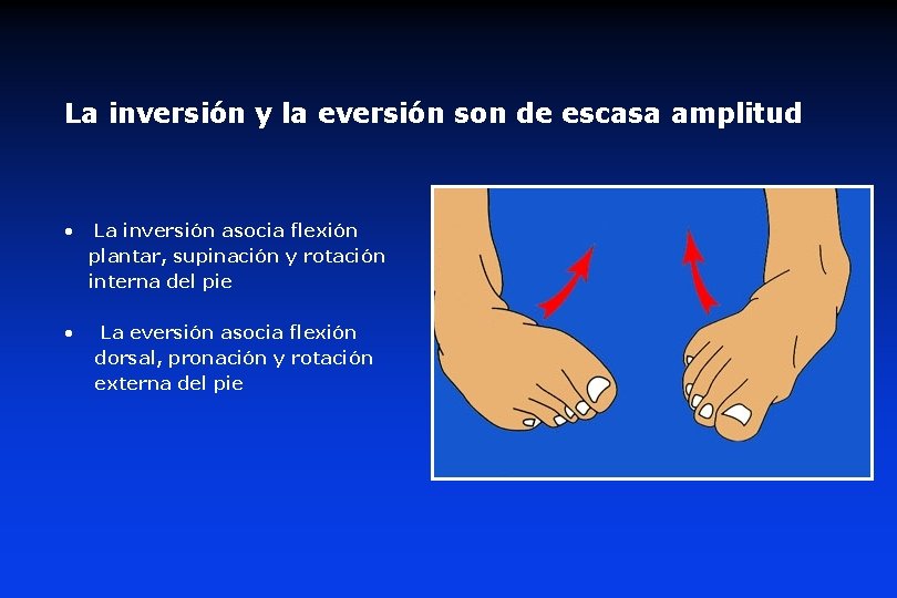 La inversión y la eversión son de escasa amplitud • La inversión asocia flexión