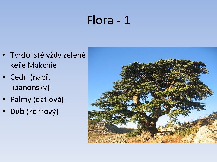 Flora - 1 • Tvrdolisté vždy zelené keře Makchie • Cedr (např. libanonský) •