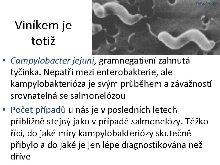 www. cdc. gov Viníkem je totiž • Campylobacter jejuni, gramnegativní zahnutá tyčinka. Nepatří mezi