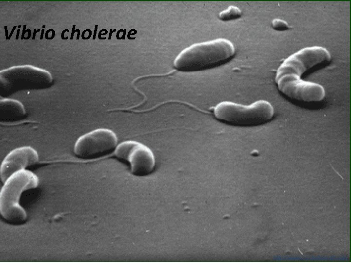 Vibrio cholerae http: //www. cs. dartmouth. edu 