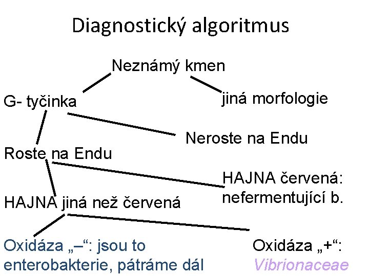 Diagnostický algoritmus Neznámý kmen jiná morfologie G- tyčinka Roste na Endu Neroste na Endu