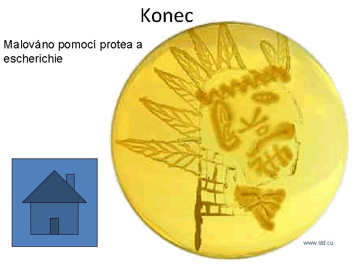 Konec Malováno pomocí protea a escherichie www. sld. cu 