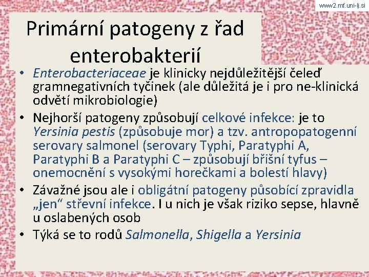 www 2. mf. uni-lj. si Primární patogeny z řad enterobakterií • Enterobacteriaceae je klinicky