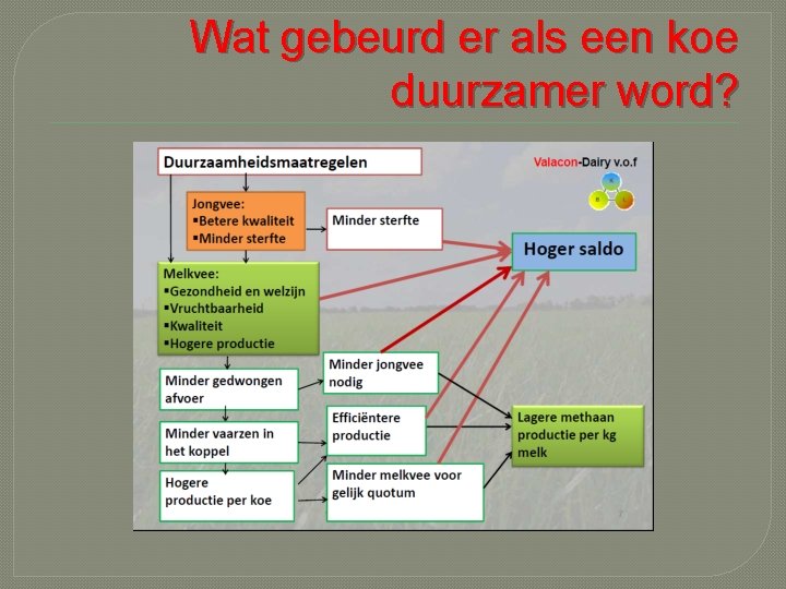 Wat gebeurd er als een koe duurzamer word? 