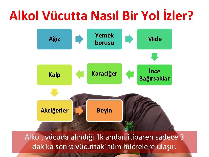 Alkol Vücutta Nasıl Bir Yol İzler? Ağız Yemek borusu Mide Kalp Karaciğer İnce Bağırsaklar