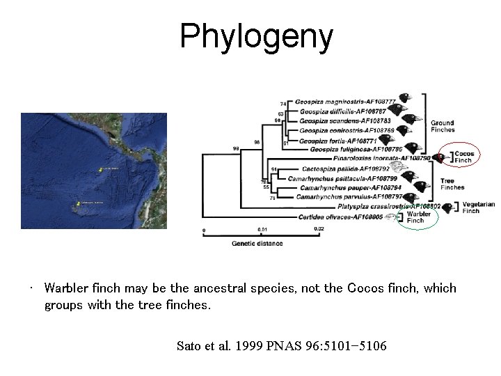 Phylogeny • Warbler finch may be the ancestral species, not the Cocos finch, which