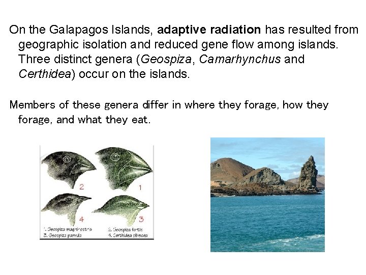 On the Galapagos Islands, adaptive radiation has resulted from geographic isolation and reduced gene
