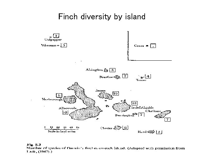 Finch diversity by island 