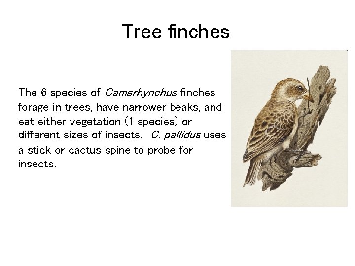 Tree finches The 6 species of Camarhynchus finches forage in trees, have narrower beaks,