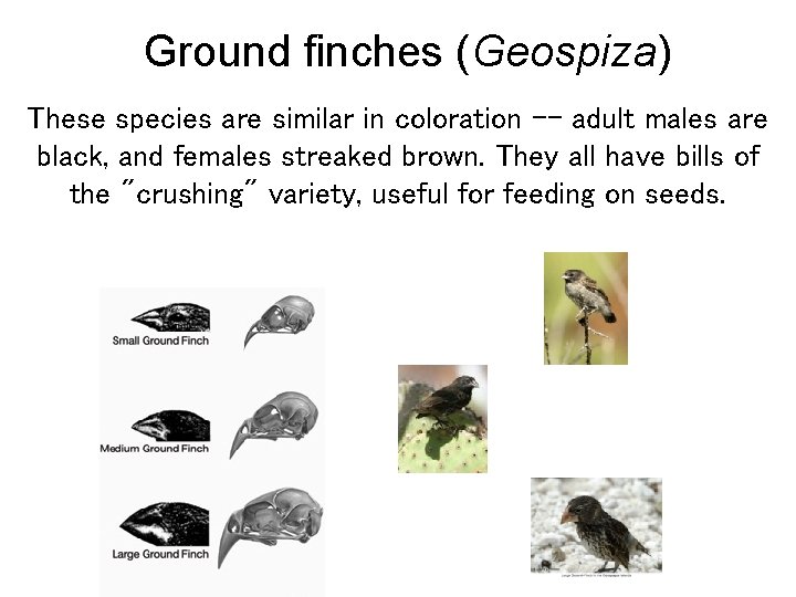 Ground finches (Geospiza) These species are similar in coloration -- adult males are black,