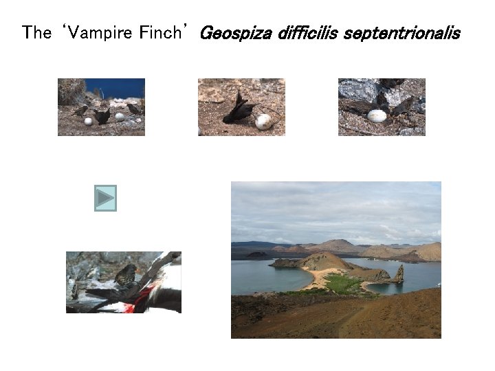 The ‘Vampire Finch’ Geospiza difficilis septentrionalis 