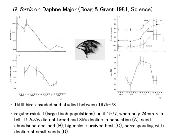 G. fortis on Daphne Major (Boag & Grant 1981, Science) • 1500 birds banded